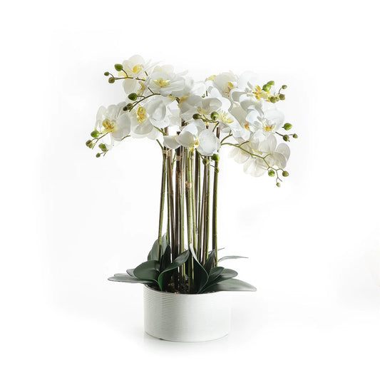 White Orchid - 80cm