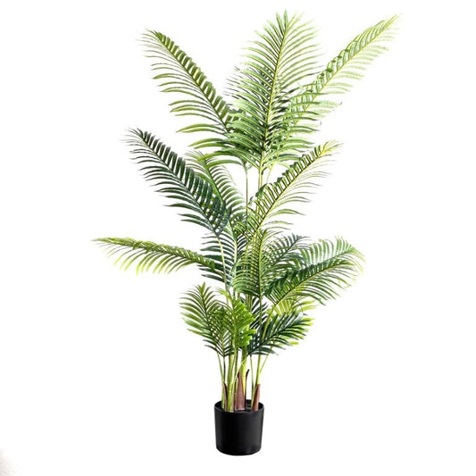 Cuban Royal Palm Tree - 187cm
