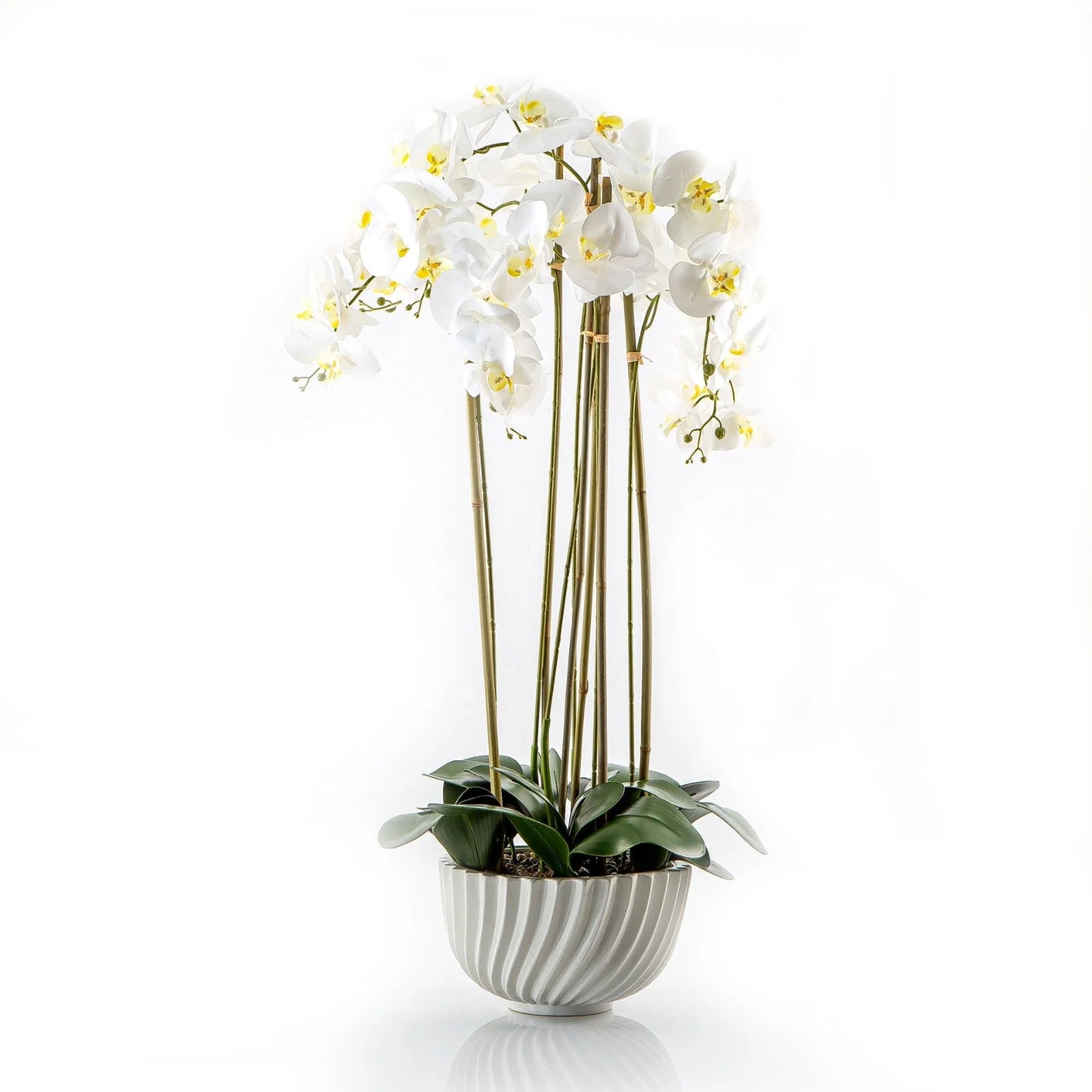 White Orchid - 110cm