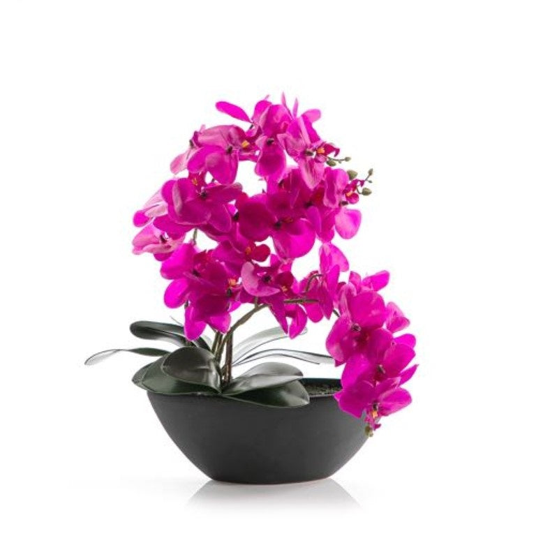 Peva Orchid with Ceramic Pot