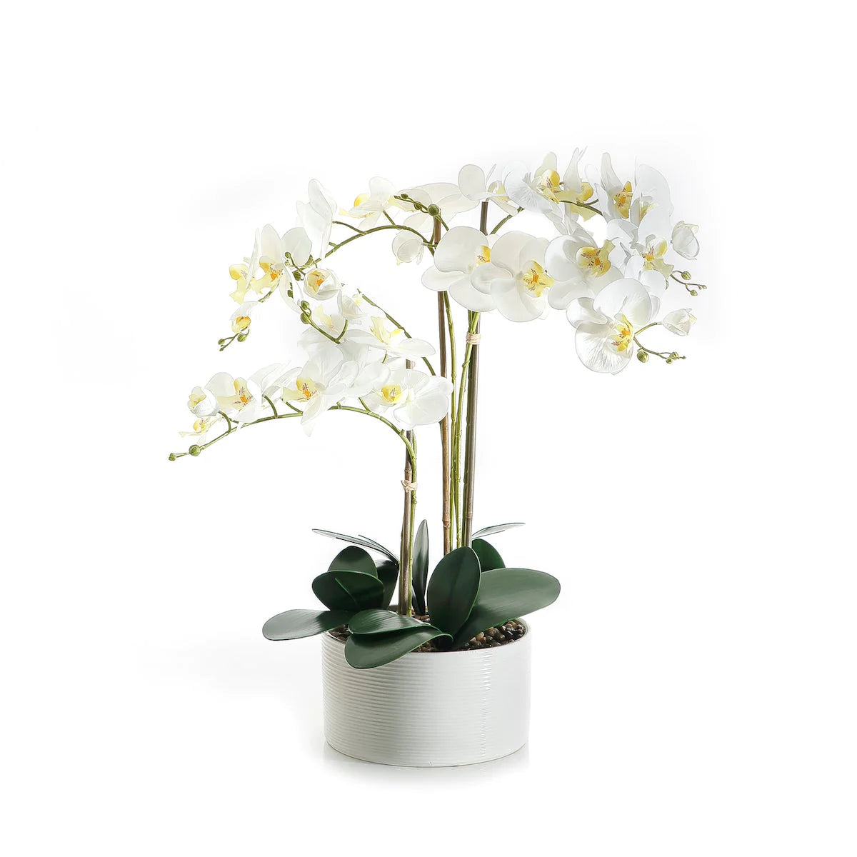 White Orchid - 63cm