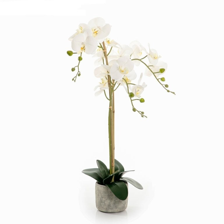White Orchid - 80cm
