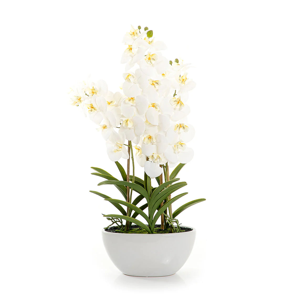 White Orchid - 77cm
