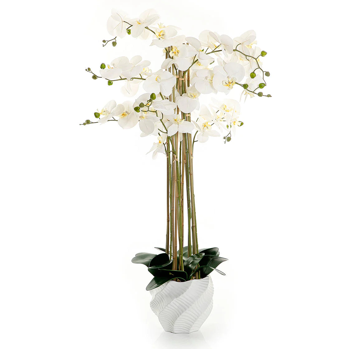 White Orchid - 109cm
