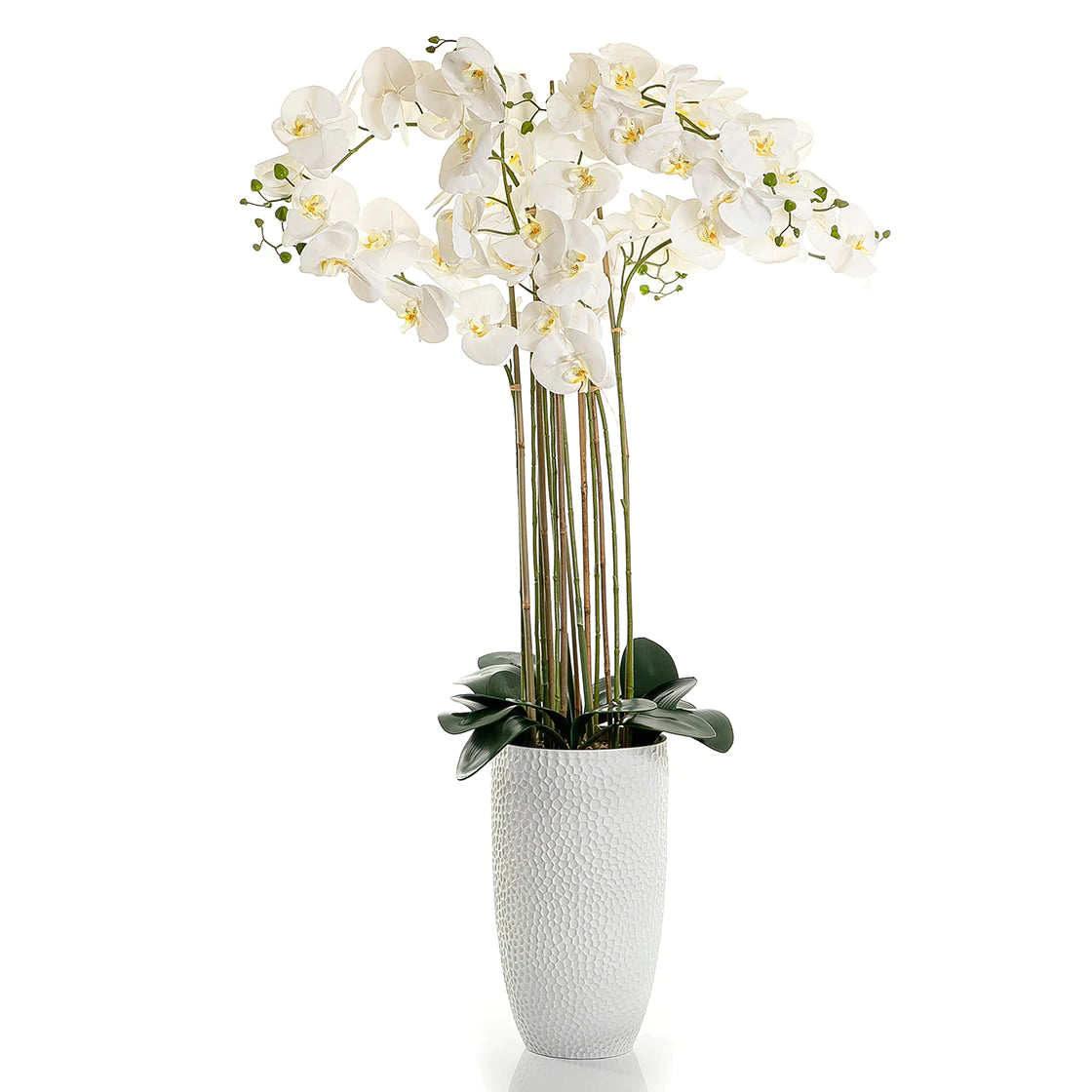 White Orchid - 144cm