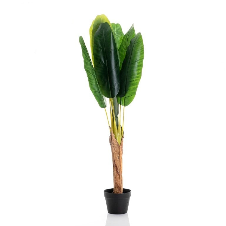 Banana Tree - 120cm