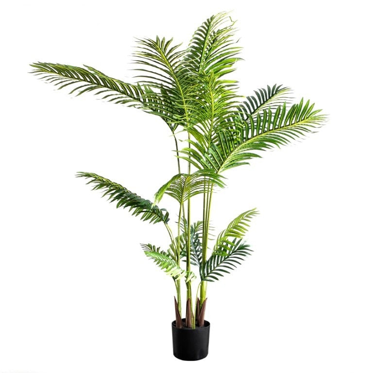Cuban Royal Palm Tree - 167cm